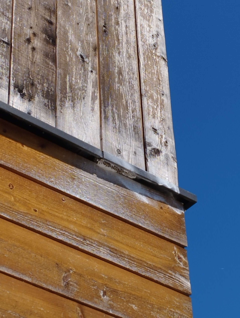 Wespen-entfernen Bennwil