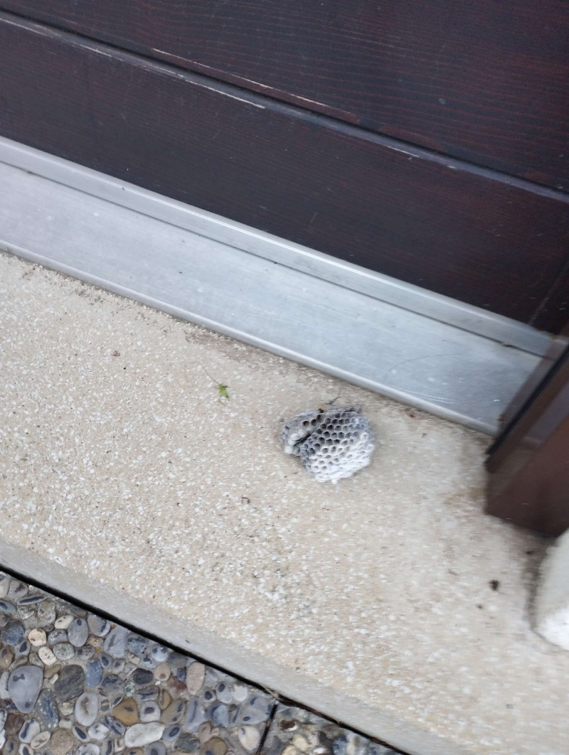 wespen-nest-basel Birsfelden.jpg