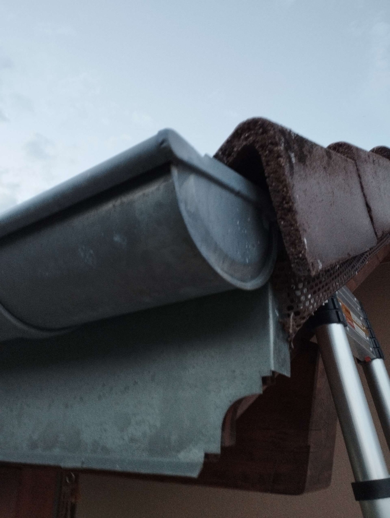 wespennest entfernen Zunzgen