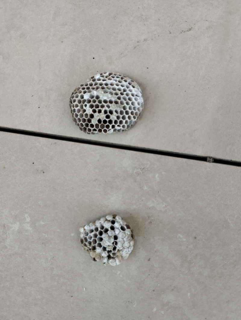 wespennest entfernen Ormalingen