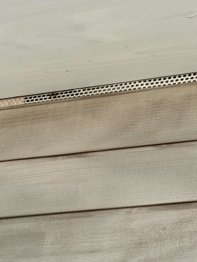 Wespen-entfernen Binningen