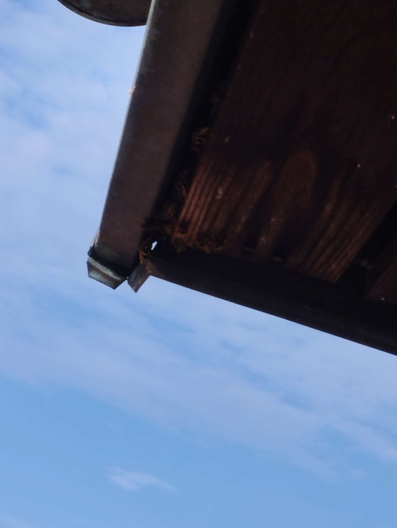 wespen-nest-basel Blauen.jpg