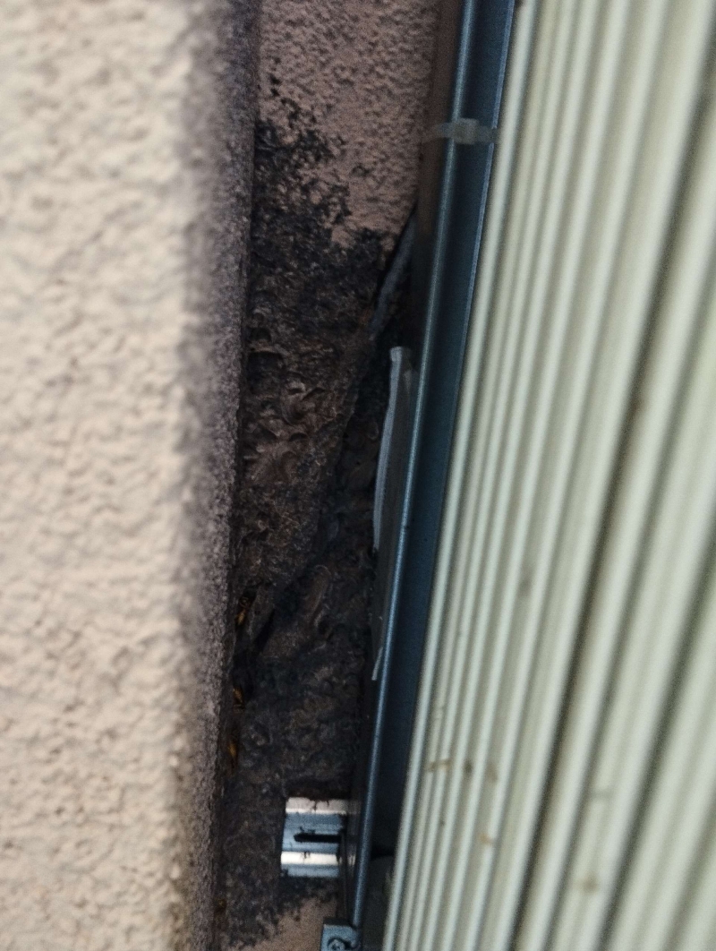 Wespen-entfernen Zwingen