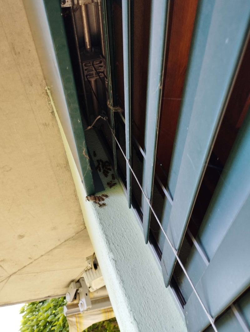 wespen-nest-basel Böckten.jpg