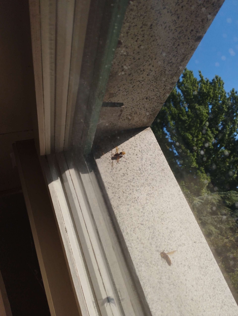 wespennest entfernen Ormalingen