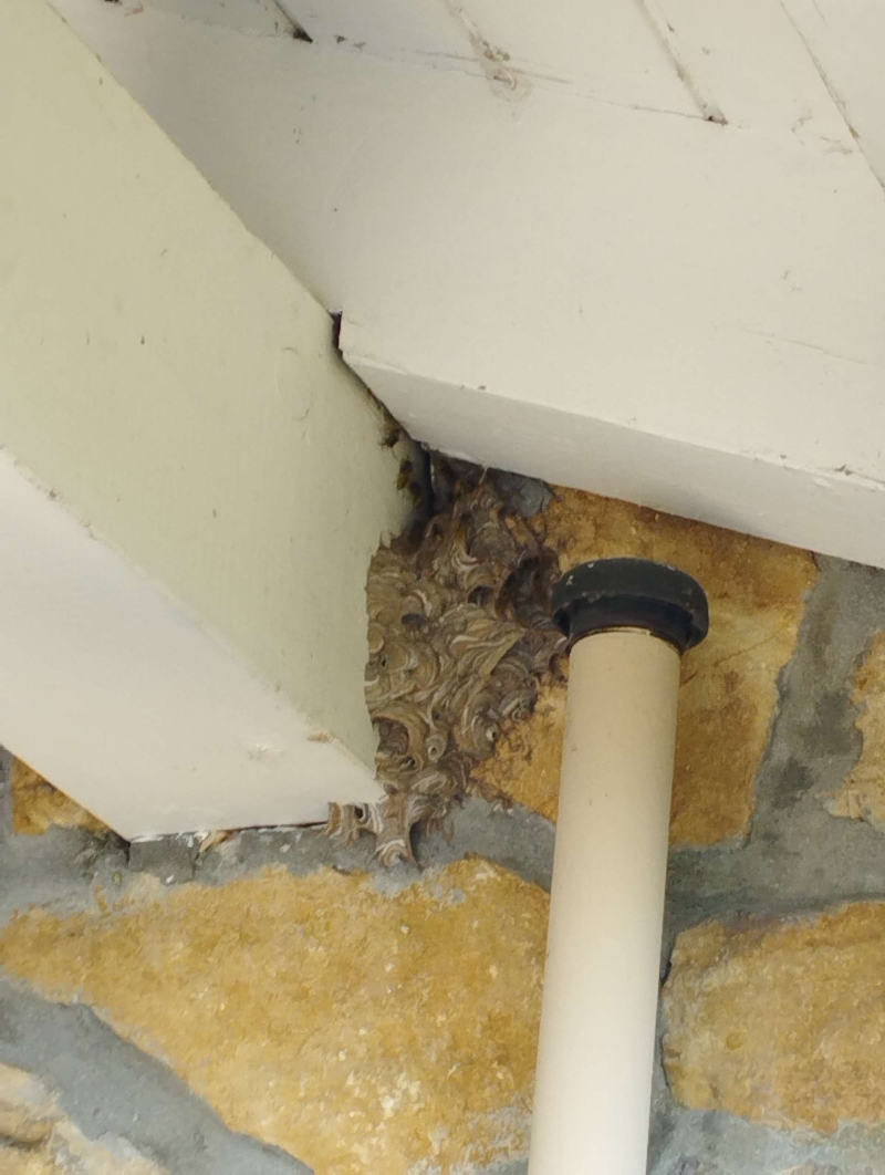 wespen-nest-basel Bottmingen.jpg