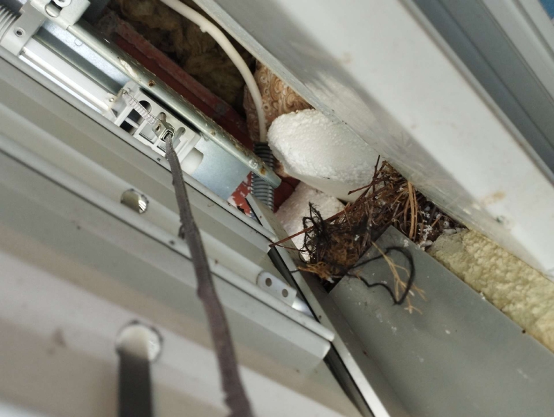 Wespen-entfernen Böckten