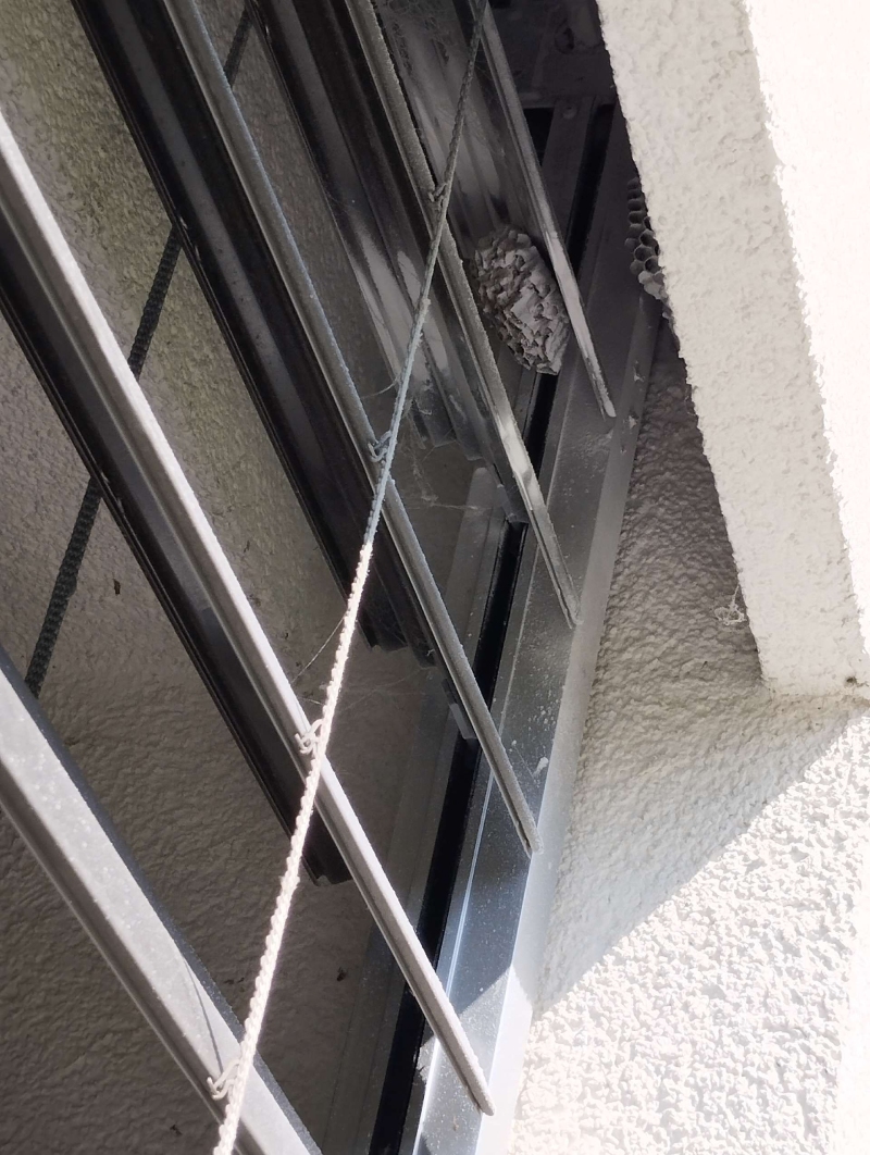 wespennest entfernen Bretzwil