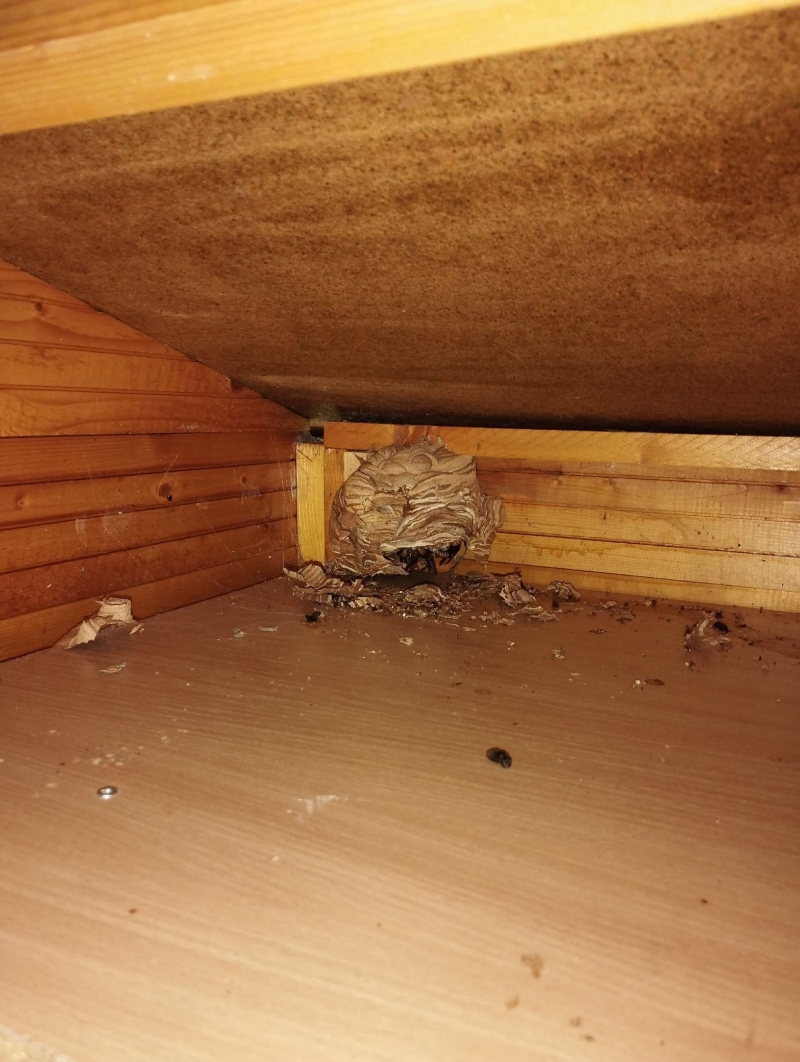 wespen-nest-basel Bretzwil.jpg
