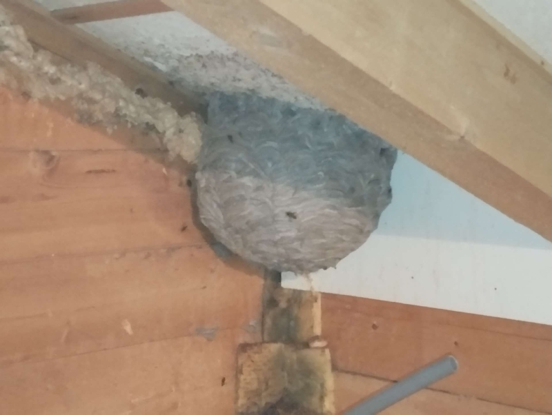 Wespen-entfernen Bretzwil