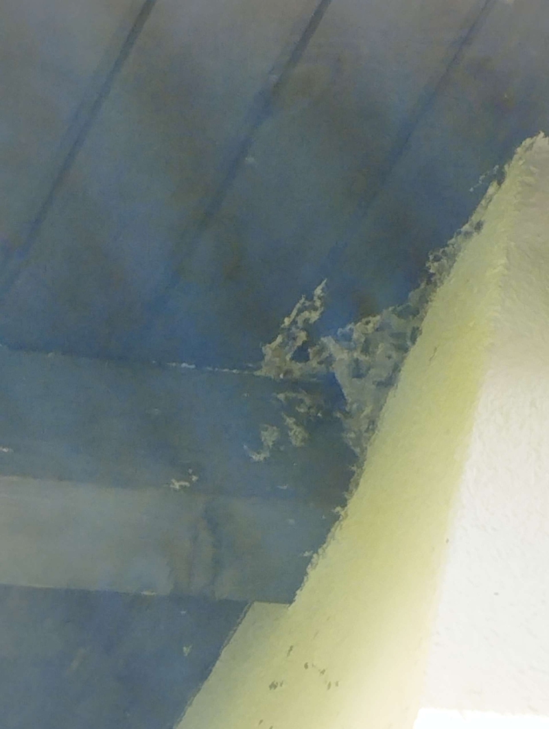 Wespen-entfernen Bottmingen