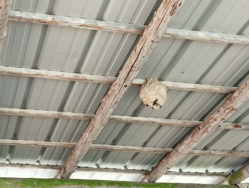 wespen-nest-basel Buckten.jpg