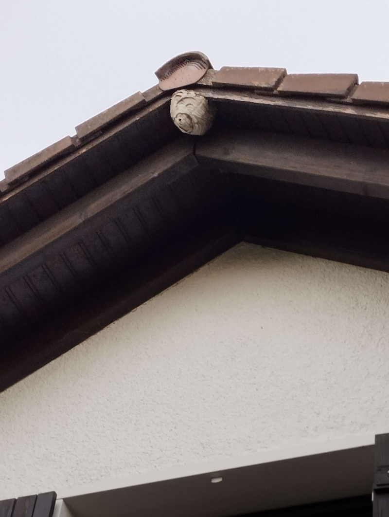 Wespen-entfernen Buckten