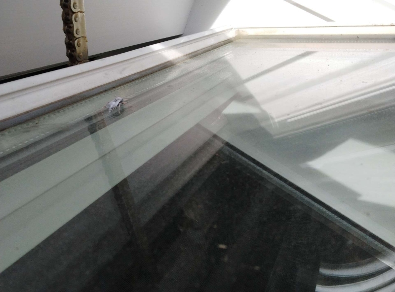 Wespen-entfernen Burg im Leimental