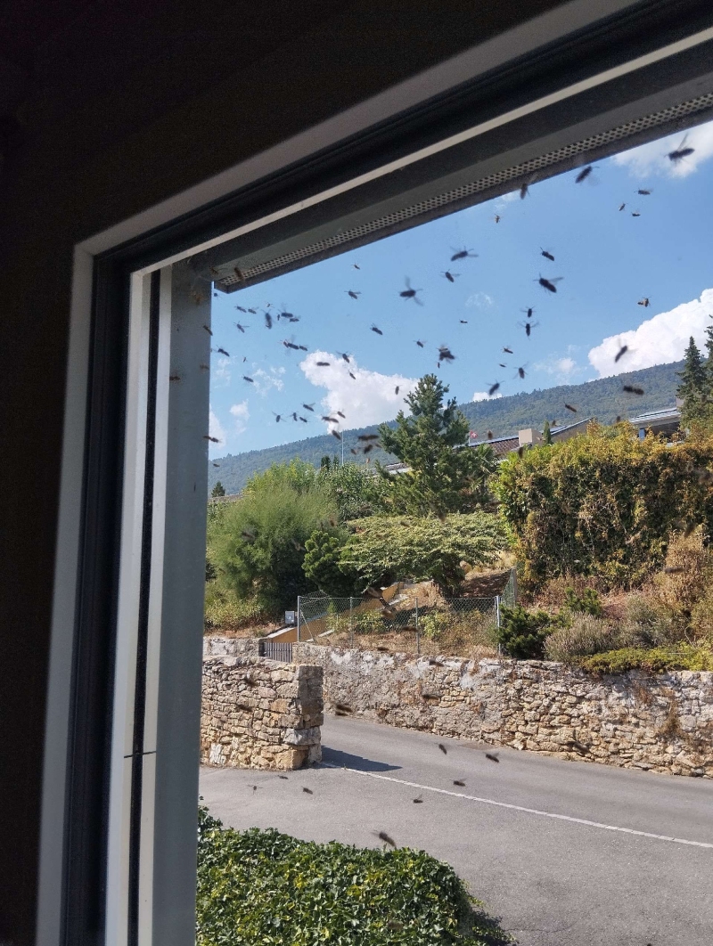 wespennest entfernen Münchenstein