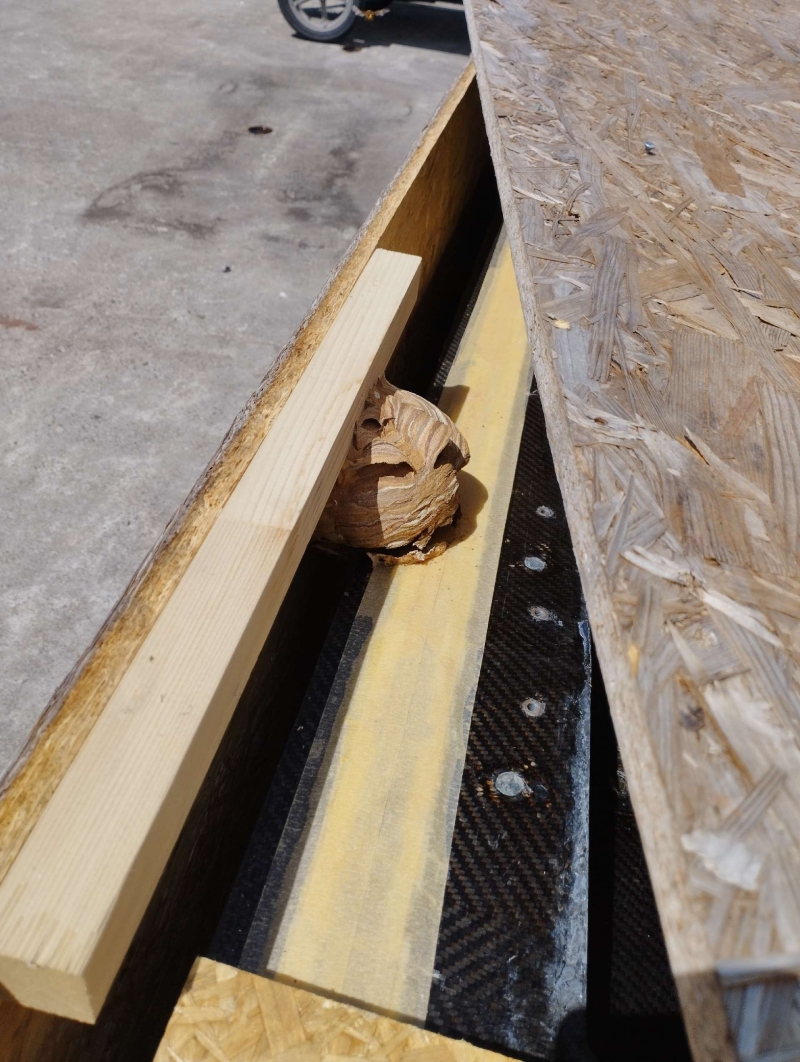 wespennest entfernen Diepflingen