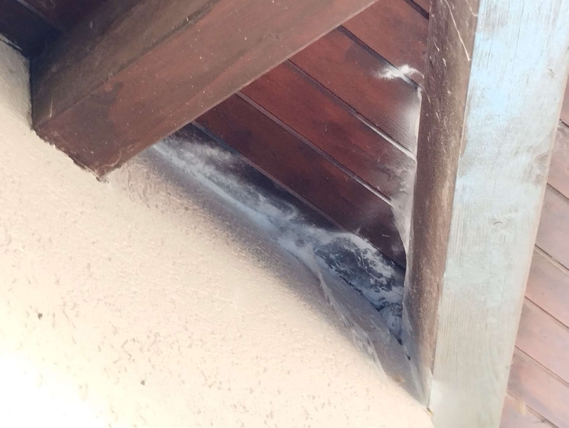 wespennest entfernen Münchenstein