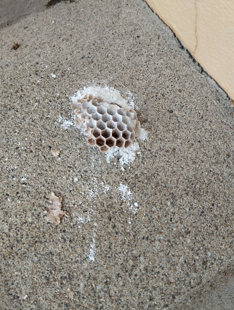 wespennest entfernen Dittingen