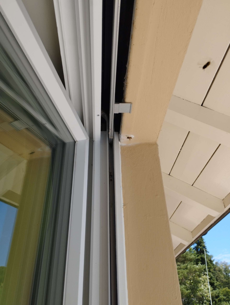 Wespen-entfernen Diepflingen