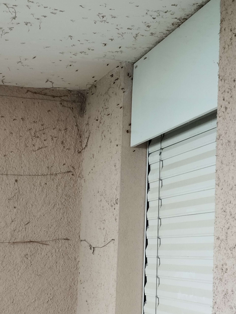 wespennest entfernen Duggingen