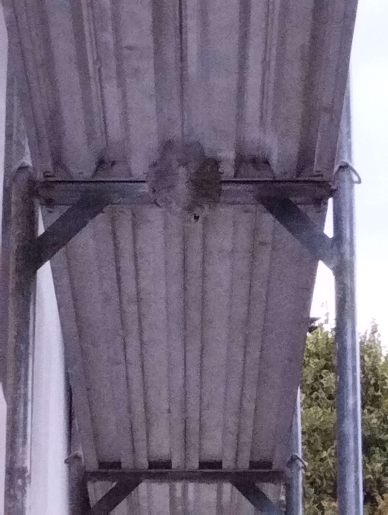 Wespen-entfernen Duggingen