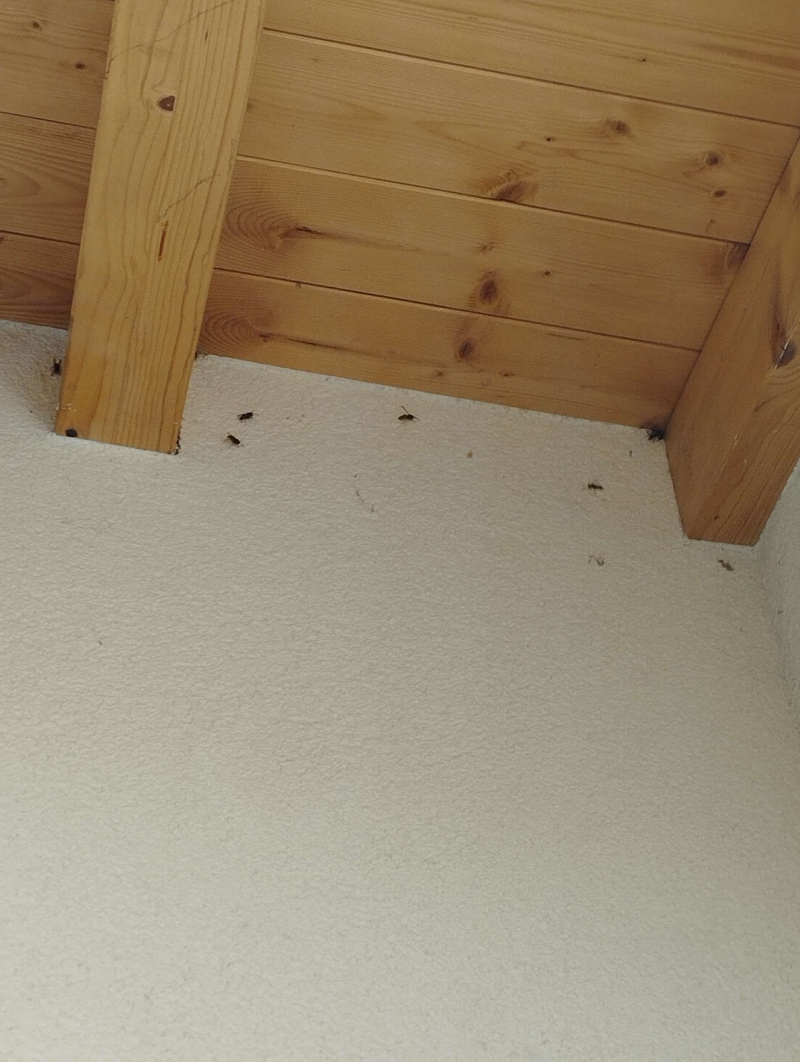 wespennest entfernen Eptingen
