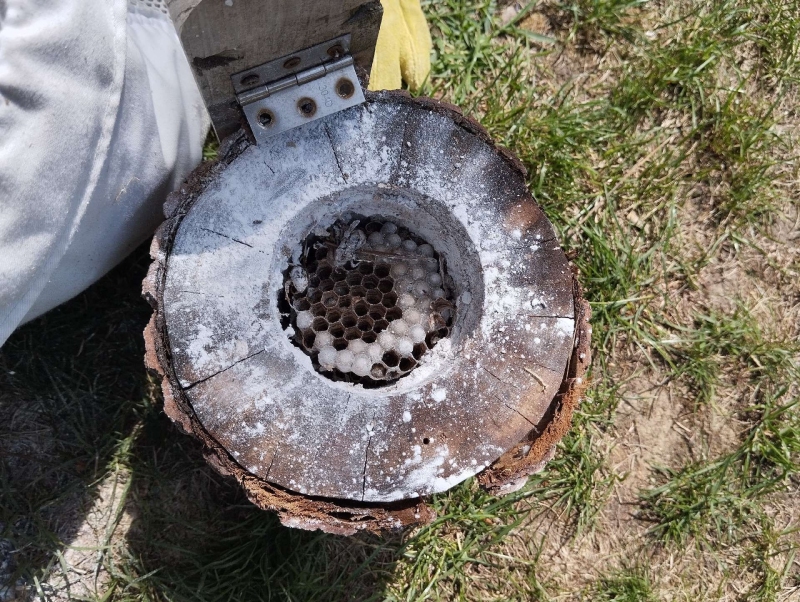 wespen-nest-basel Dittingen.jpg