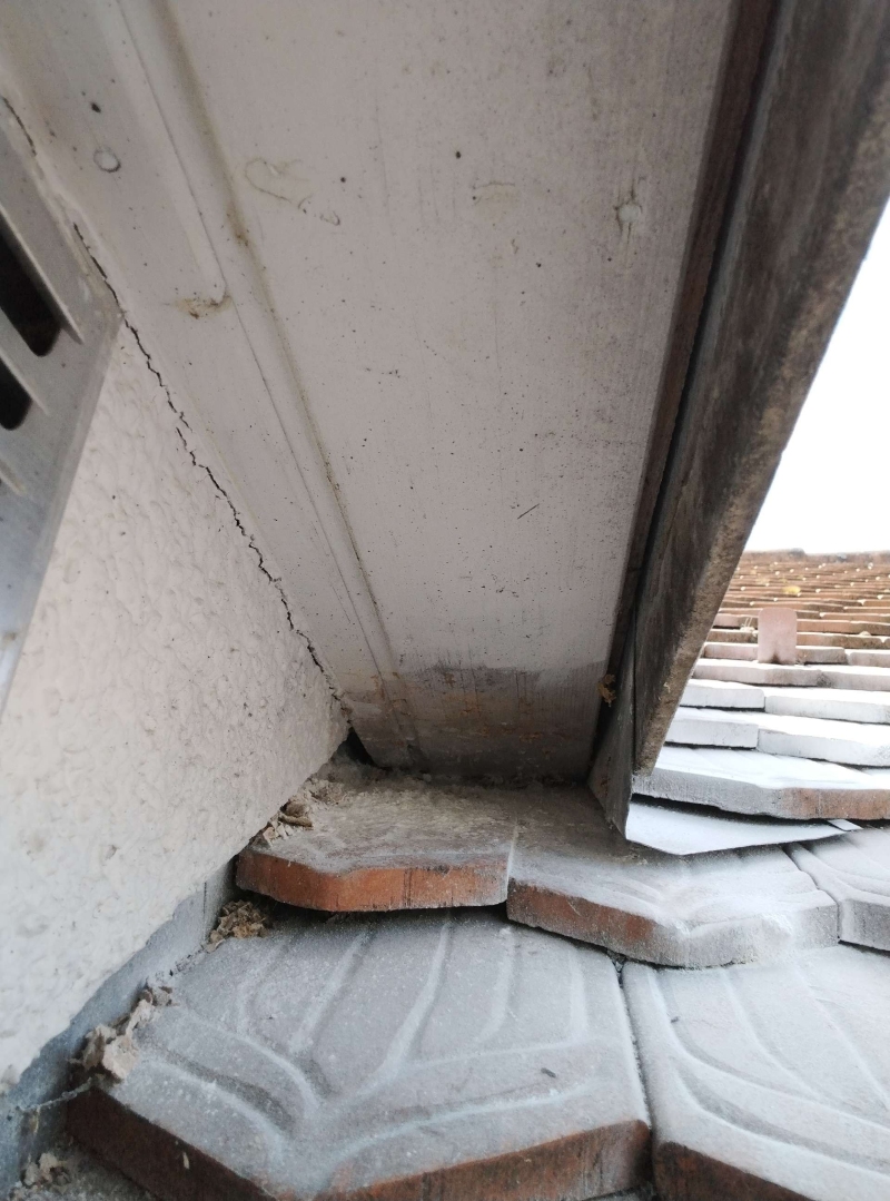 Wespen-entfernen Dittingen