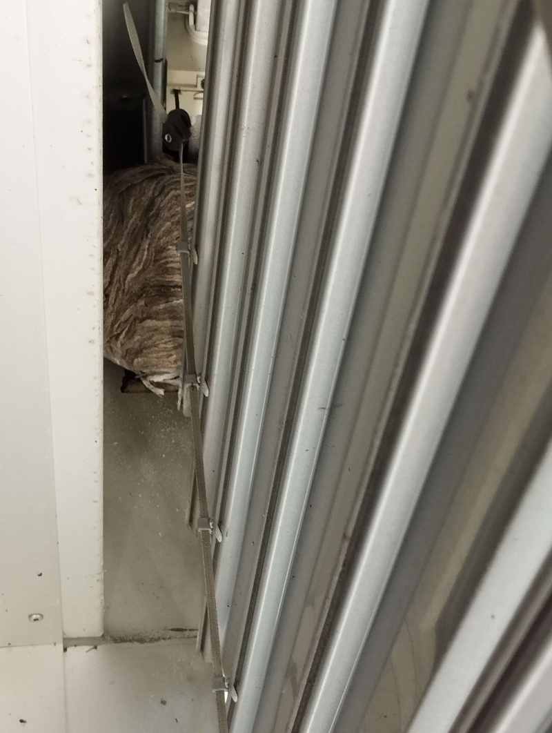 wespennest entfernen Eptingen