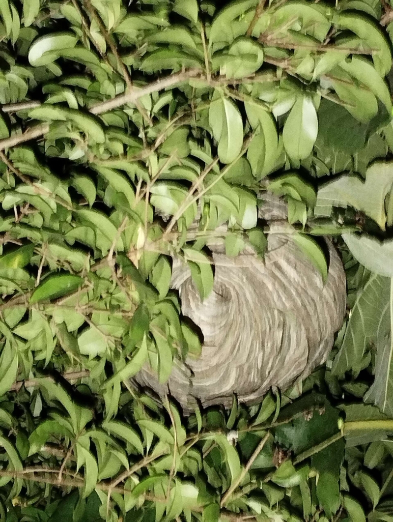 wespennest entfernen Duggingen