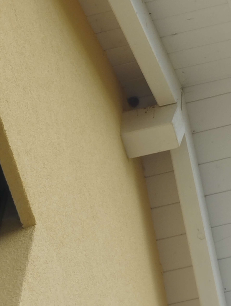 wespennest entfernen Ettingen