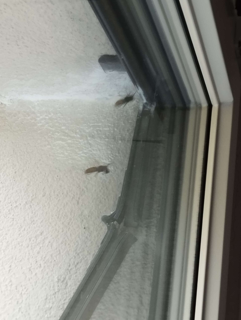 wespen-nest-basel Eptingen.jpg