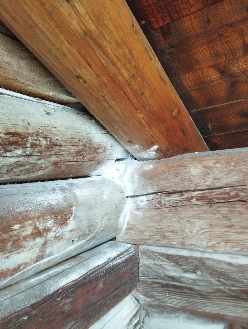 Wespen-entfernen Eptingen