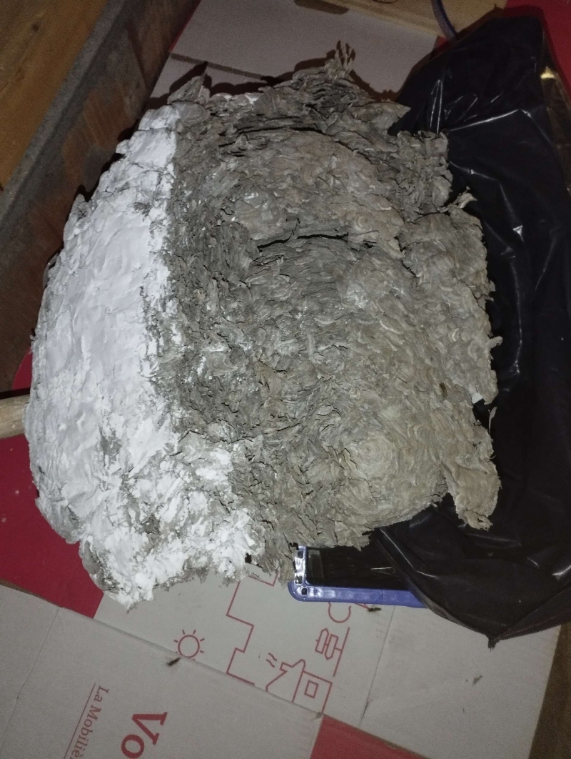 Wespen-entfernen Ettingen