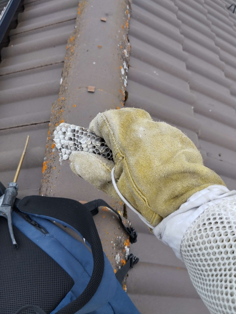 wespennest entfernen Frenkendorf