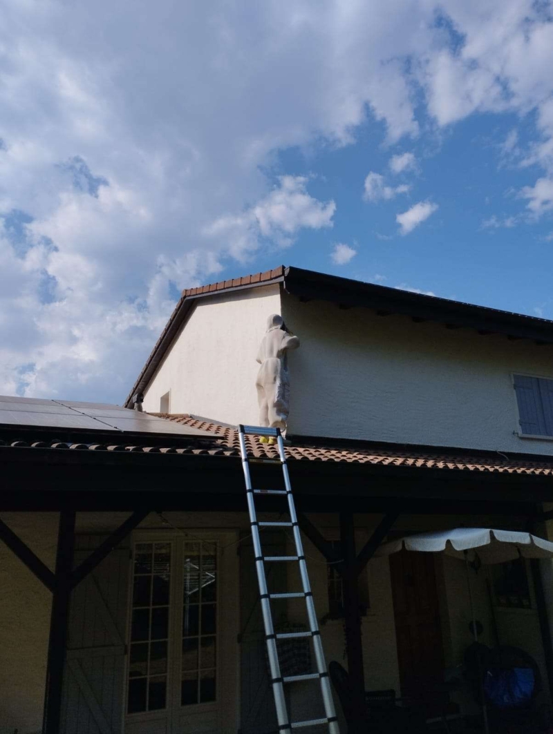 wespennest entfernen Lupsingen