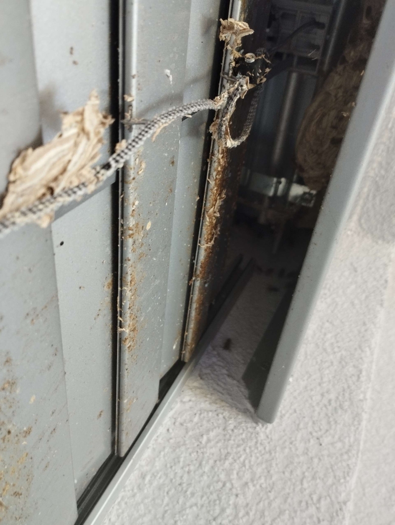 wespen-nest-basel Frenkendorf.jpg