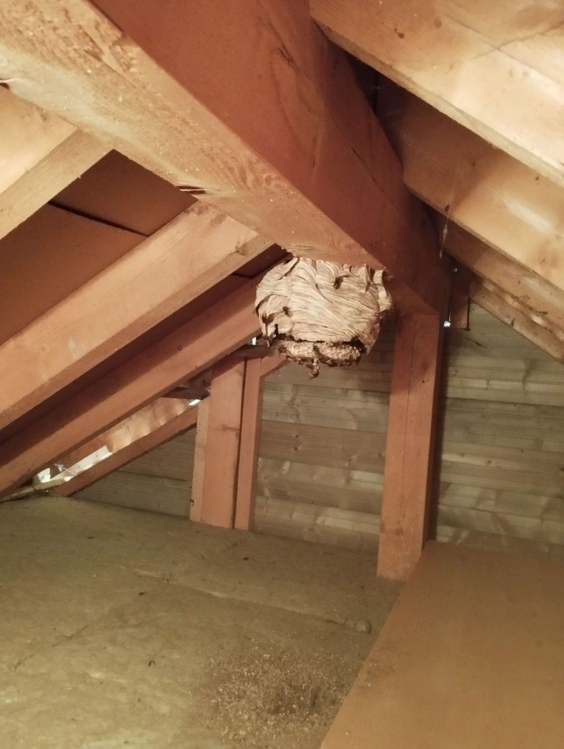 Wespen-entfernen Frenkendorf