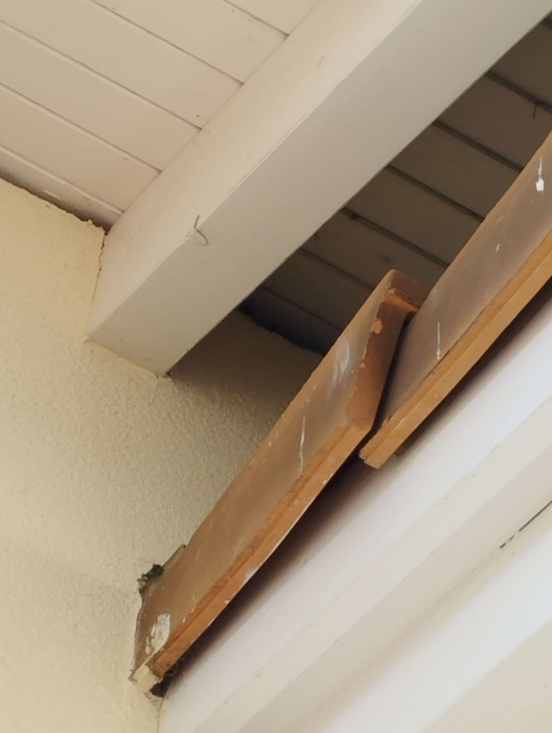 wespen-nest-basel Füllinsdorf.jpg