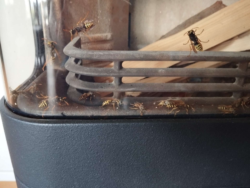 Wespen-entfernen Füllinsdorf