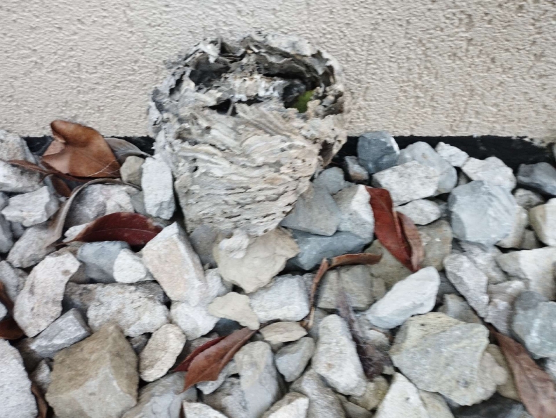 wespennest entfernen Grellingen