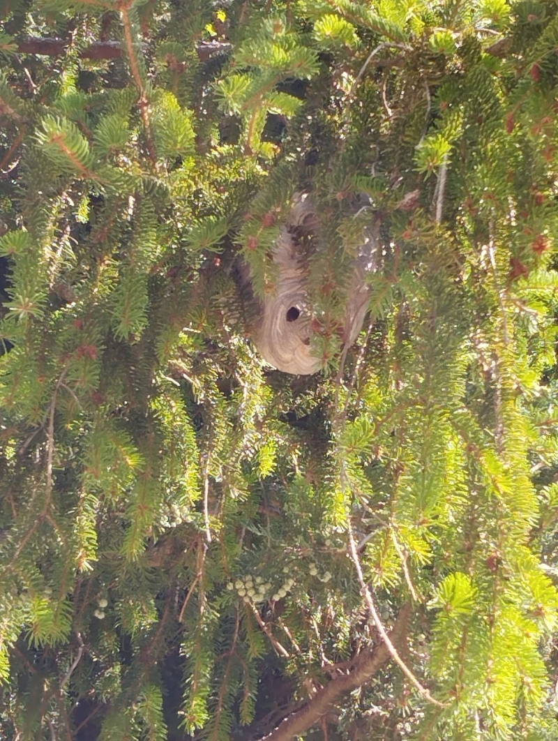 wespen-nest-basel Giebenach.jpg