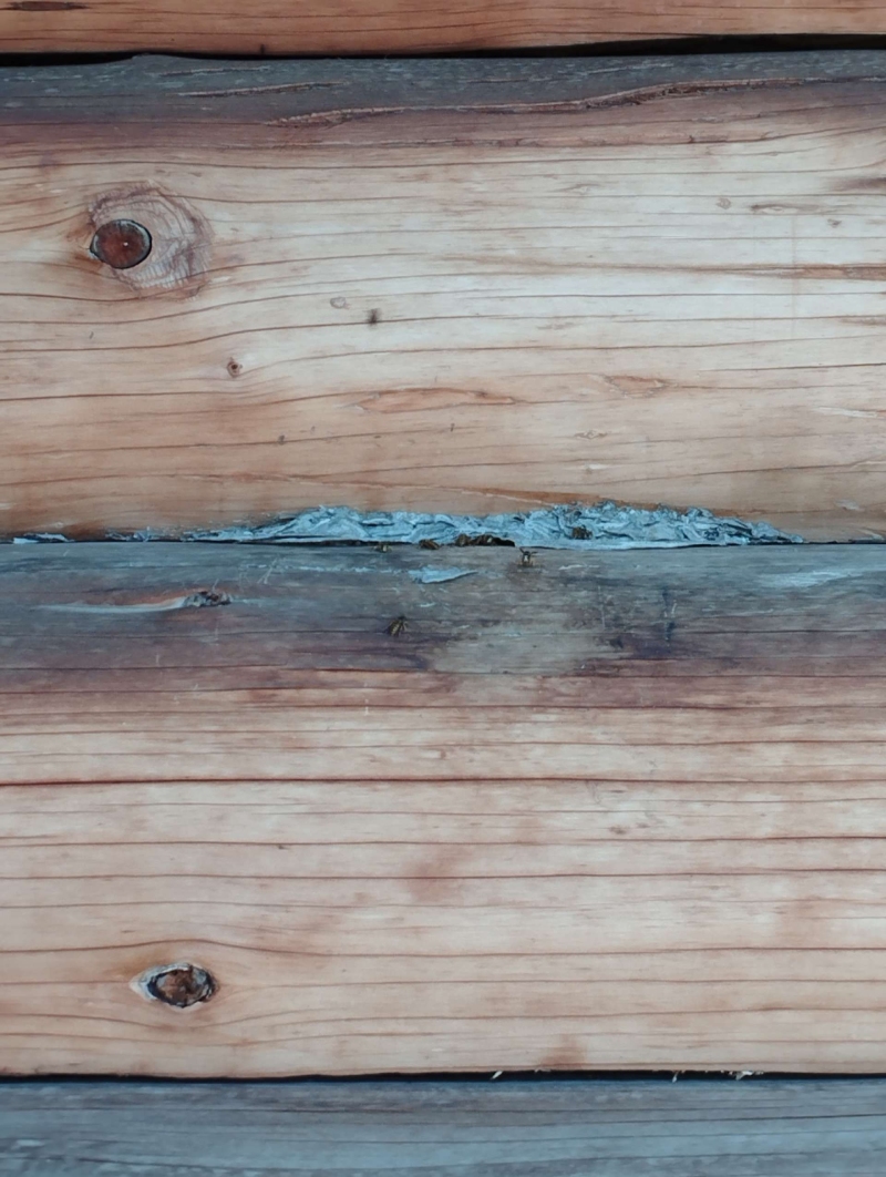 wespennest entfernen Hemmiken