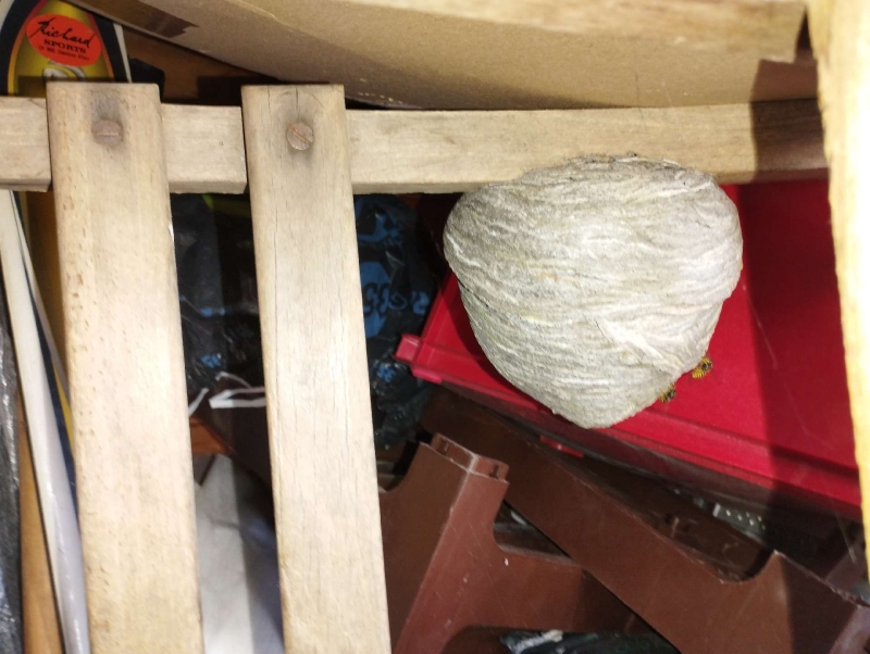 wespen-nest-basel Hemmiken.jpg