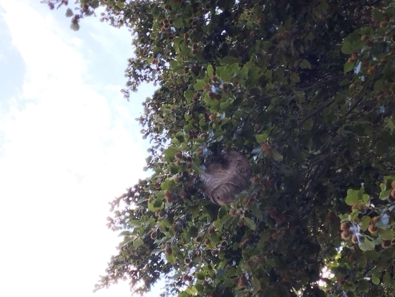 wespennest entfernen Hersberg