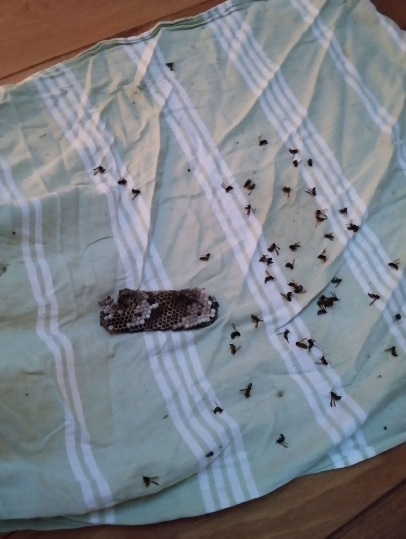 wespennest entfernen Hersberg