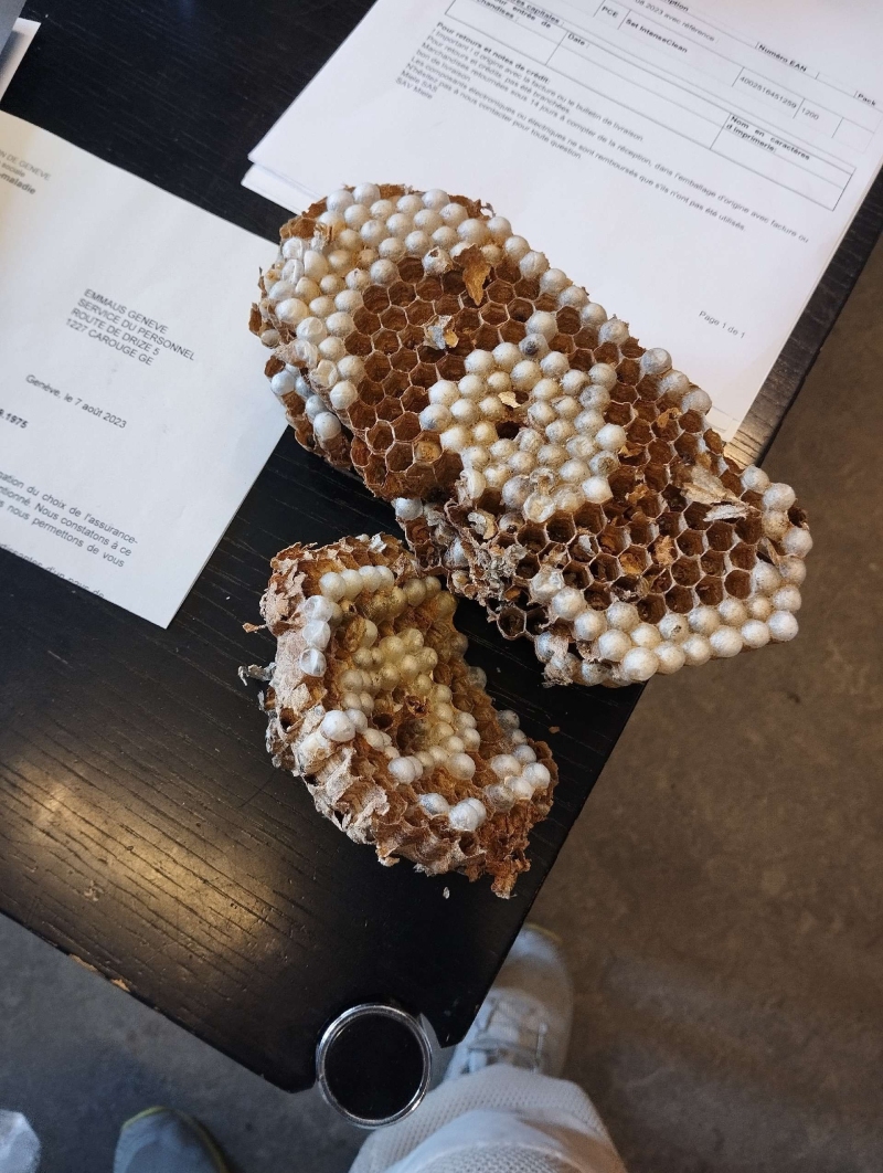 wespennest entfernen Itingen