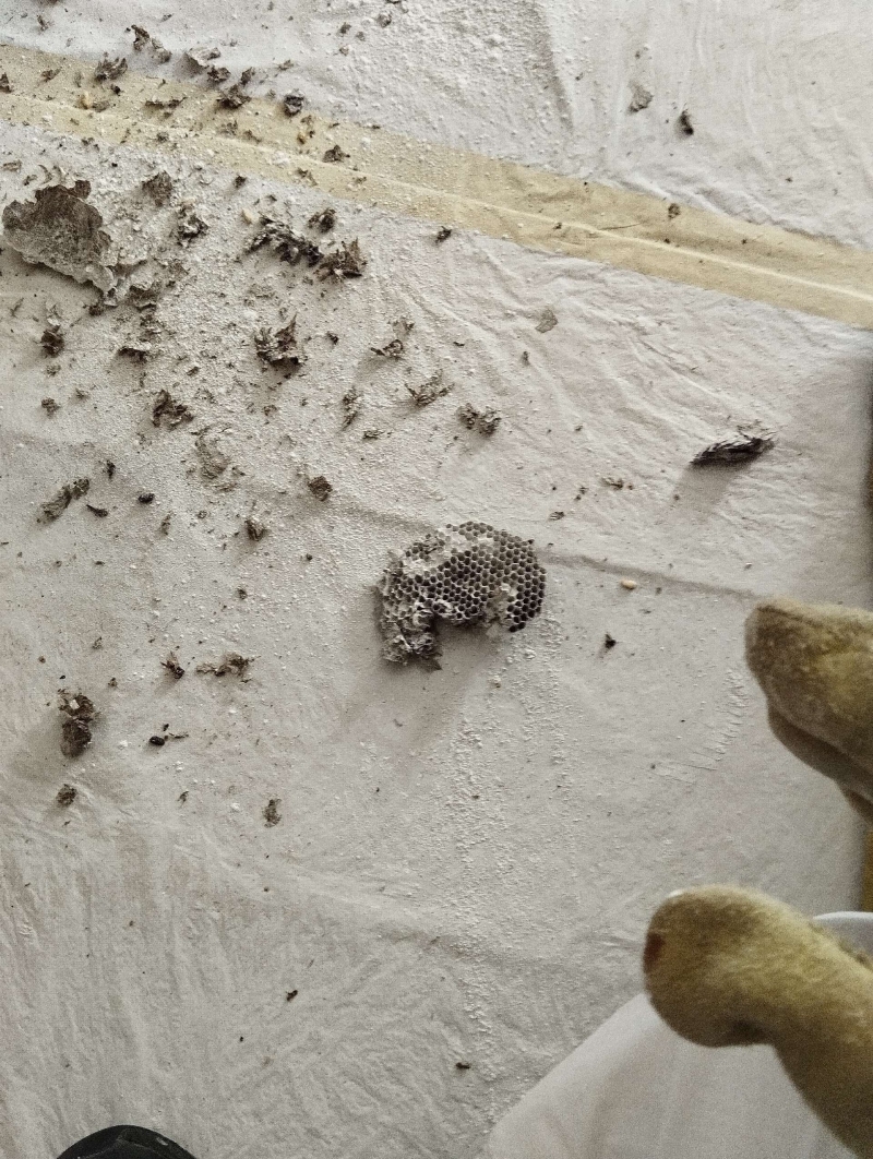 Wespen-entfernen Hersberg