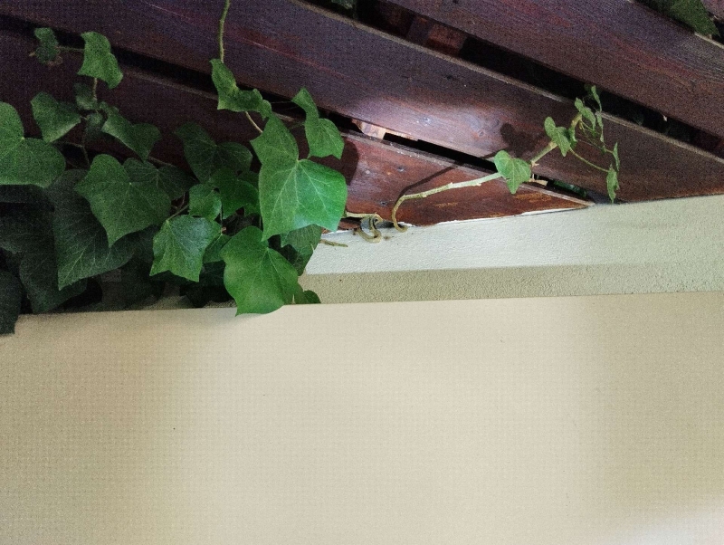 wespennest entfernen Itingen