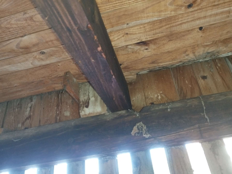 Wespen-entfernen Känerkinden